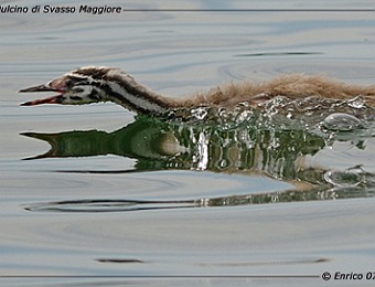 Animali 092
